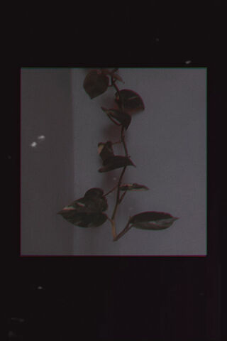 Charming Climbing Plant..
