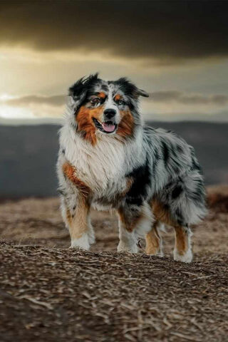 Majestic Aussie on the Horizon 🌄🐾