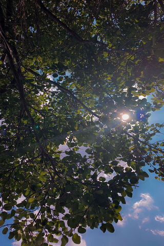 Sunlit Serenity 🌞🌿