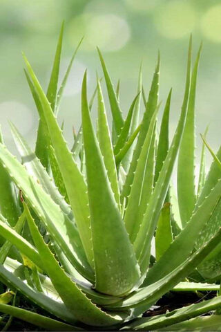 Aloe Succulent