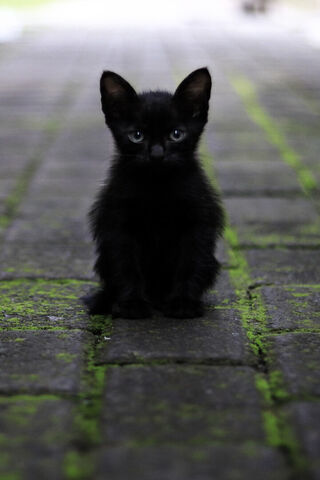 Black Kitten