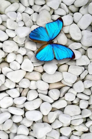 Nature's Artistry: The Butterfly Rocks