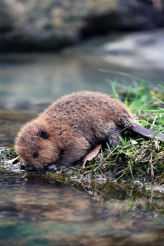 Cuddly Cutie: The Baby Beaver's First Adventure! 🦫💧