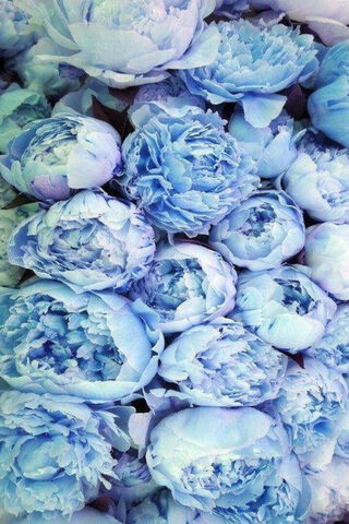 Dreamy Blue Peonies 🌸💙