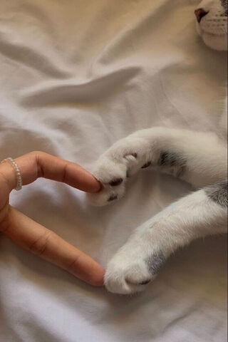 Cute Cat Heart