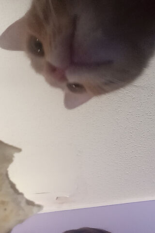 Curious Cat's Perspecti..