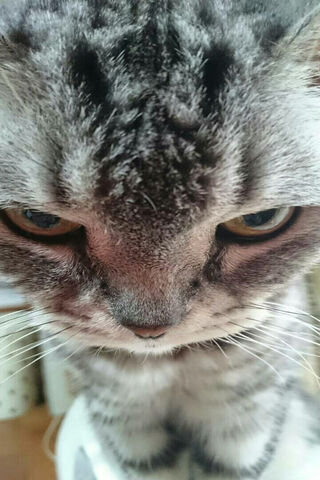 Intense Feline Gaze 🐱✨