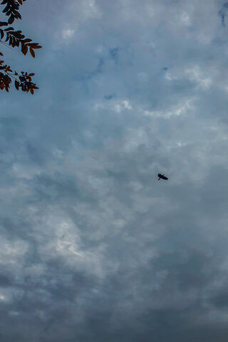 Soaring Through the Clo..