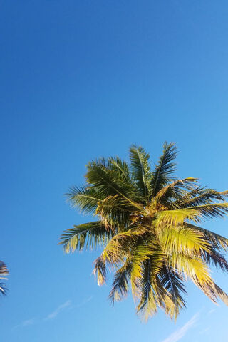 Tropical Bliss: A Glimp..