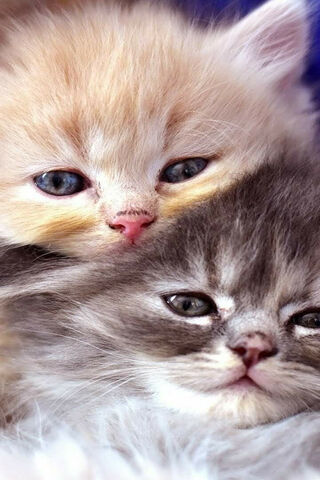 Adorable Kitten Cuddle ..
