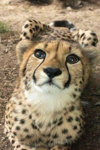 Adorable Cheetah Cub 🐆💖