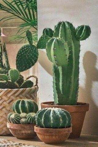 Cactus Collection 🌵✨