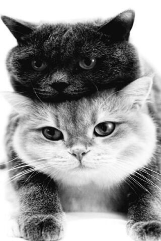 Purrfect Companions 🐾❤️