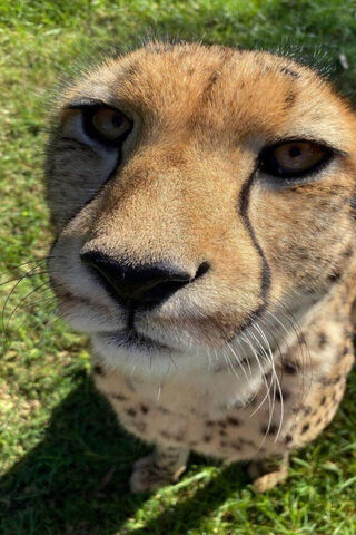 Cheetah II