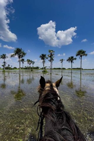 Caballo in the Wetlands: A Journey Through Nature 🌿🐴