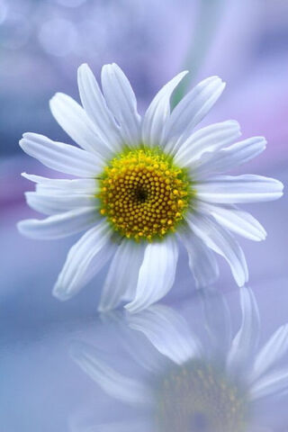 Delicate Daisy 🌼✨