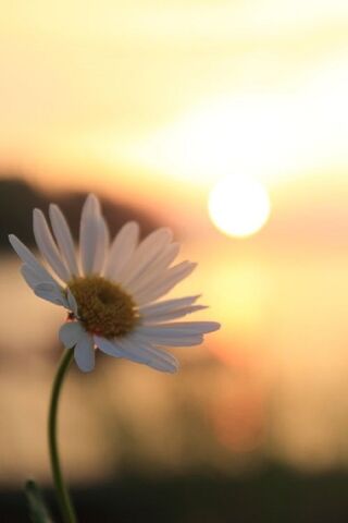 Sunset Serenity 🌼🌅