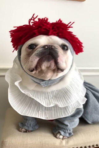 Paw-sitively Adorable Clown Canine! 🎪🐶