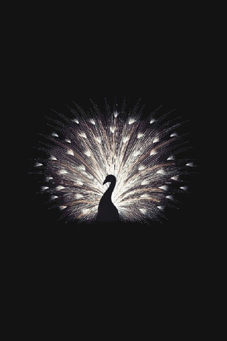 Majestic Peacock Display 🌟🦚