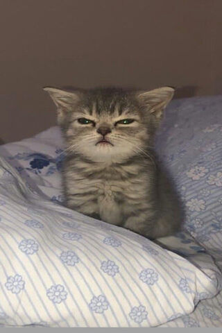 Grumpy Kitten Vibes 😼