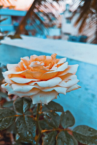 Enchanting Rose in Soft..