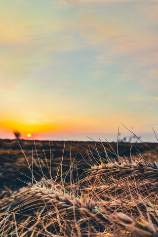 Golden Fields at Sunset..