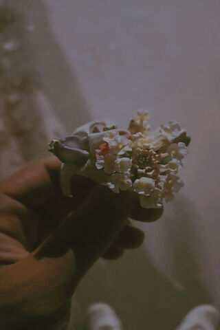 Whispers of Nature: A F..