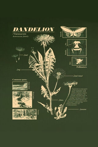 Discovering the Dandelion 🌼✨