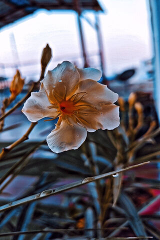 Delicate Beauty 🌼
