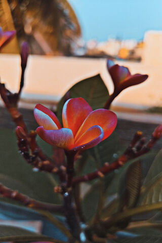 Vibrant Plumeria Blosso..