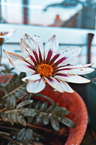 Dewy Delight 🌼💧