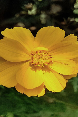 Bright Yellow Blossom 🌼