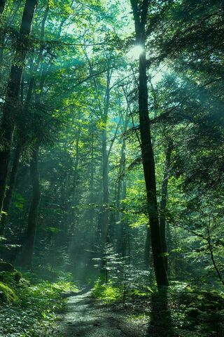 Enchanted Forest Light ..