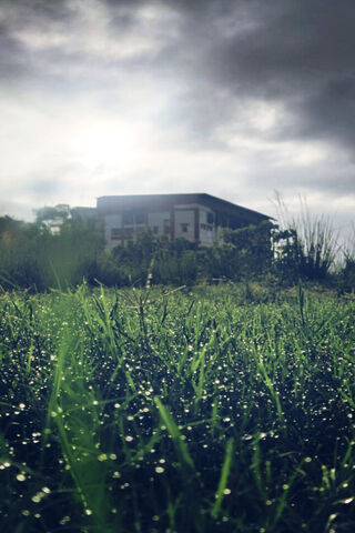 Green Field