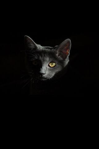 Mysterious Feline Gaze 🐾✨
