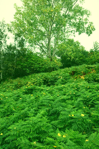 Lush Green Serenity 🌿🌳