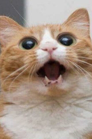 Surprised Kitty 😺