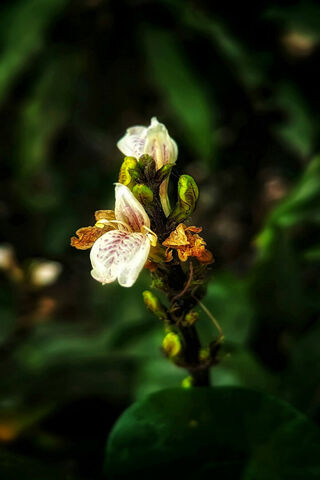 Honey Flower