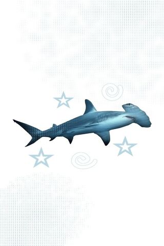 The Majestic Hammerhead Shark 🦈✨
