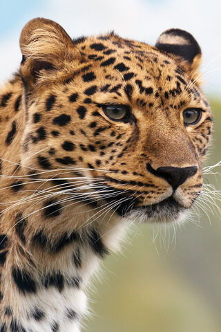 Majestic Leopard Close-Up 🐆✨