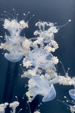 Ethereal Jellyfish Danc..