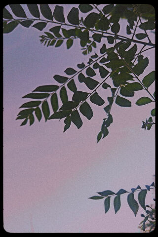 Serene Silhouettes 🌿✨