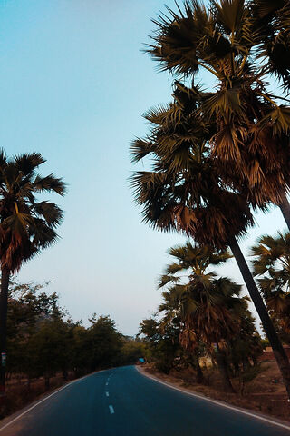 Serene Palm-Lined Road ..