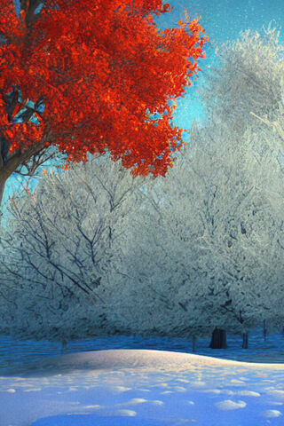 Winter's Contrast ❄️🍁