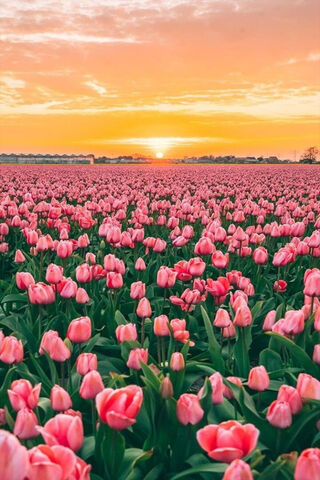 Sunset Over a Tulip Field 🌷🌅
