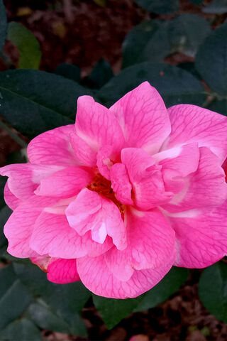 Pink Rose