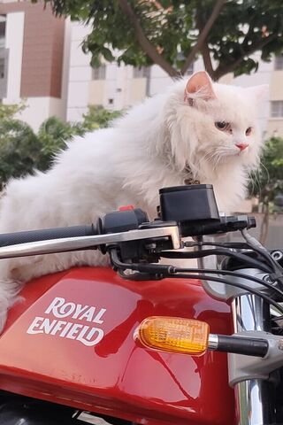 Persian Cat