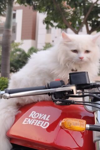 Persian Cat