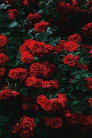 Enchanting Red Roses 🌹✨
