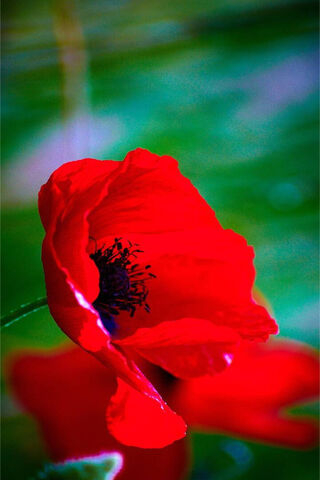 Vibrant Red Poppy 🌺
